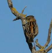 Zitting Cisticola