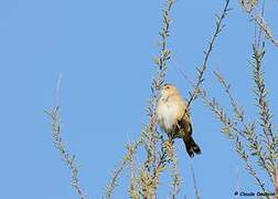 Zitting Cisticola