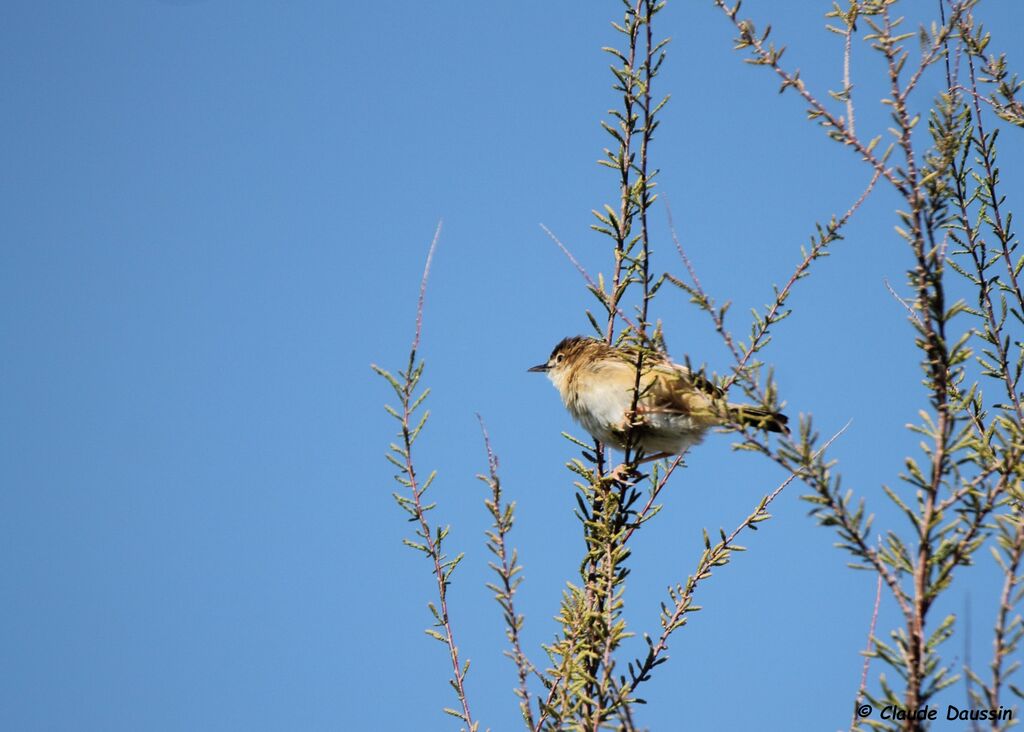 Zitting Cisticola