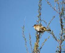 Zitting Cisticola