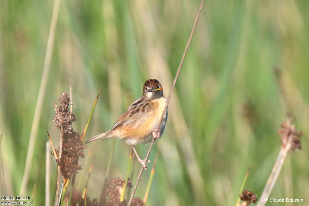 Zitting Cisticolaadult, habitat, feeding habits