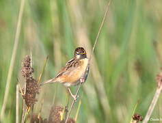 Zitting Cisticola