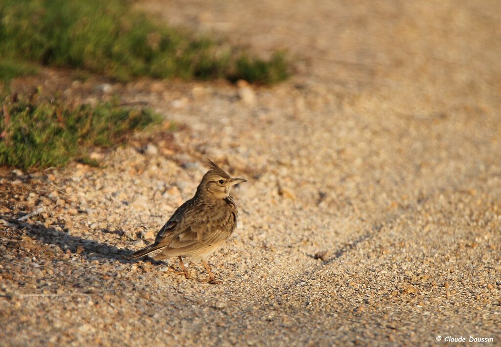 Crested Lark