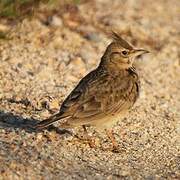 Crested Lark