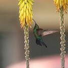 Colibri falle-vert