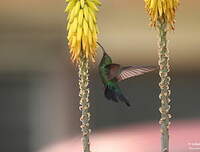 Colibri falle-vert