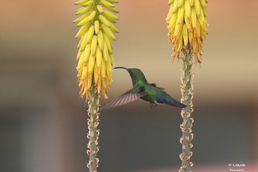 Colibri falle-vert