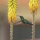 Colibri falle-vert