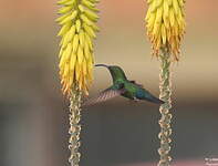 Colibri falle-vert