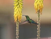 Colibri falle-vert