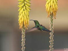 Green-throated Carib