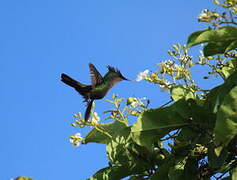 Colibri huppé