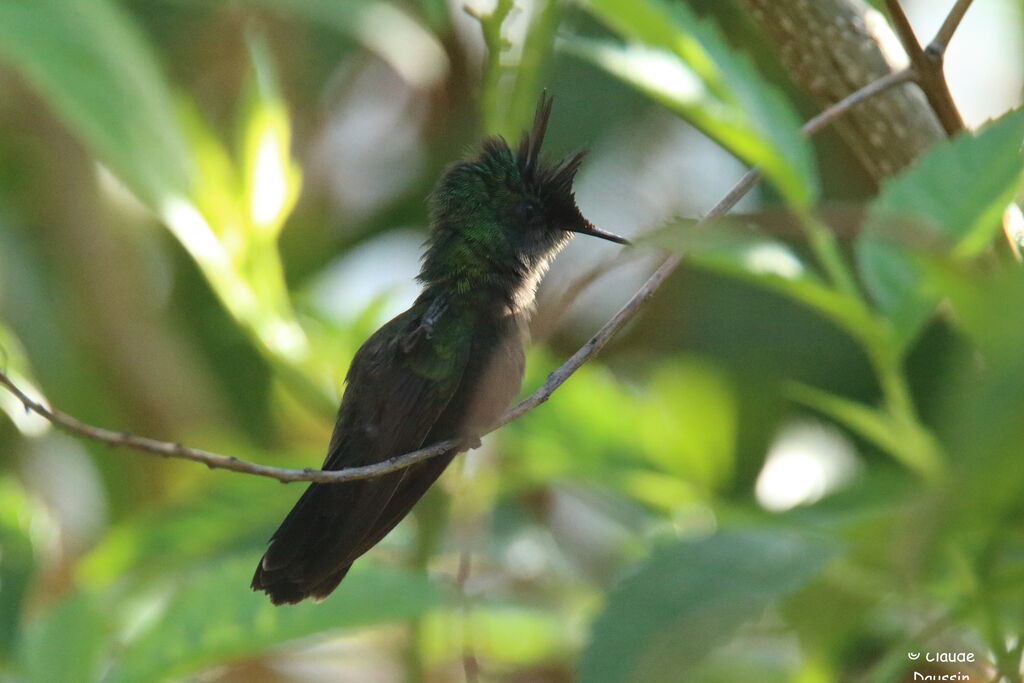 Colibri huppé