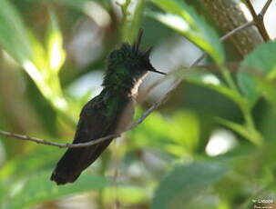 Colibri huppé