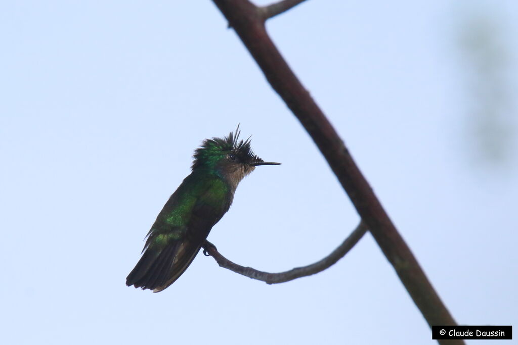 Colibri huppé