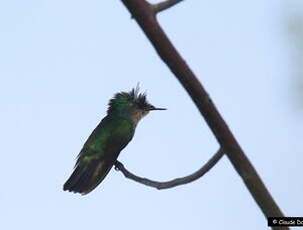 Colibri huppé