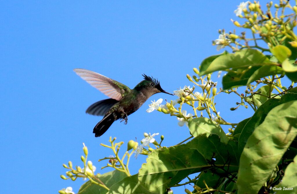 Antillean Crested Hummingbird