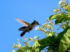 Antillean Crested Hummingbird