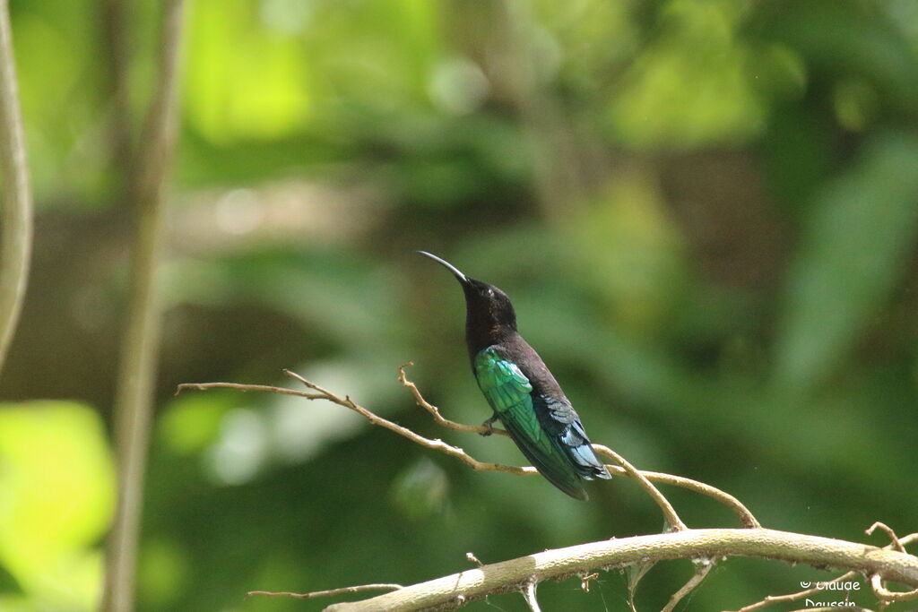 Purple-throated Carib