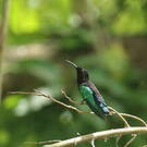 Colibri madère
