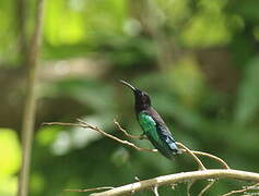 Purple-throated Carib