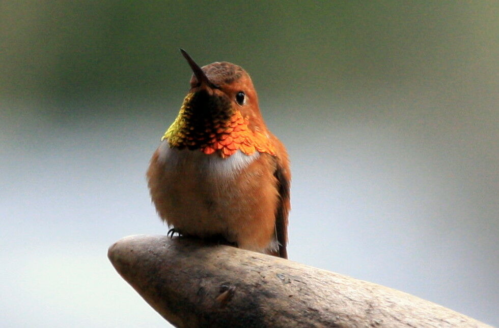 Rufous Hummingbird