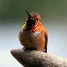 Colibri roux