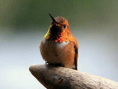 Rufous Hummingbird