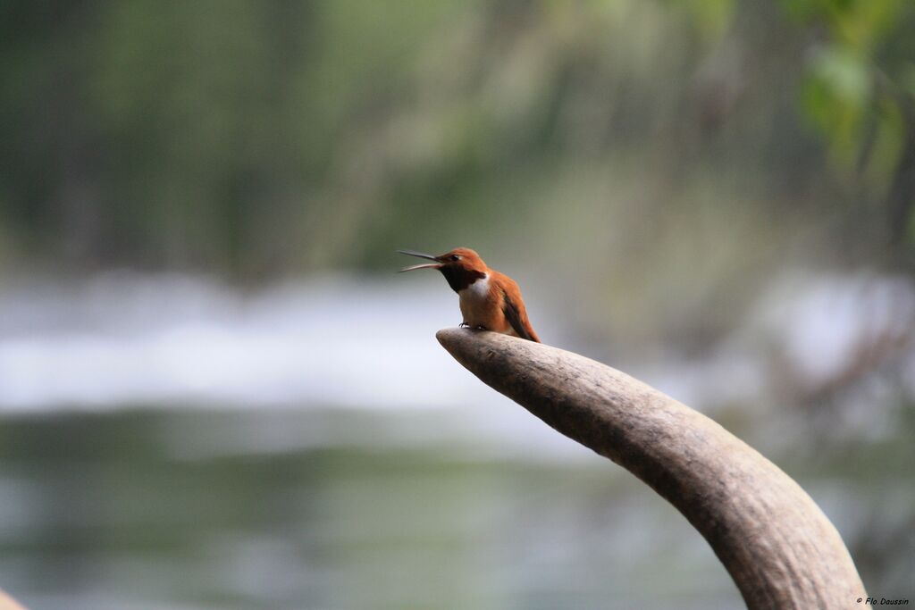 Colibri roux