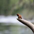 Colibri roux