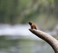 Rufous Hummingbird