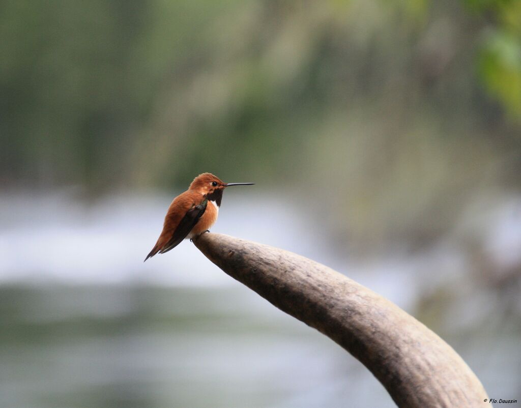 Rufous Hummingbird