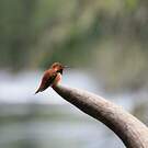 Colibri roux