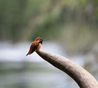 Rufous Hummingbird