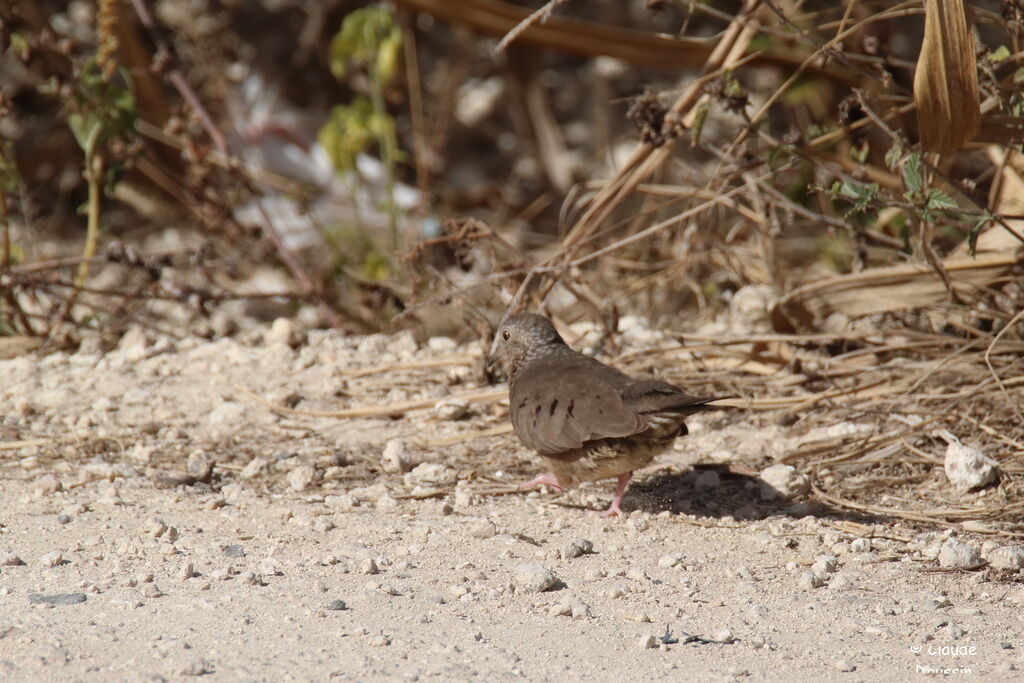 Common Ground Dove