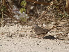 Common Ground Dove