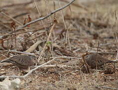 Common Ground Dove