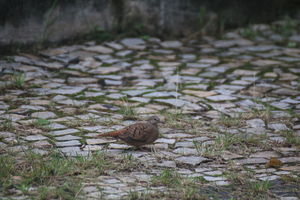 Colombe rousseadulte