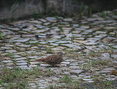 Ruddy Ground Dove