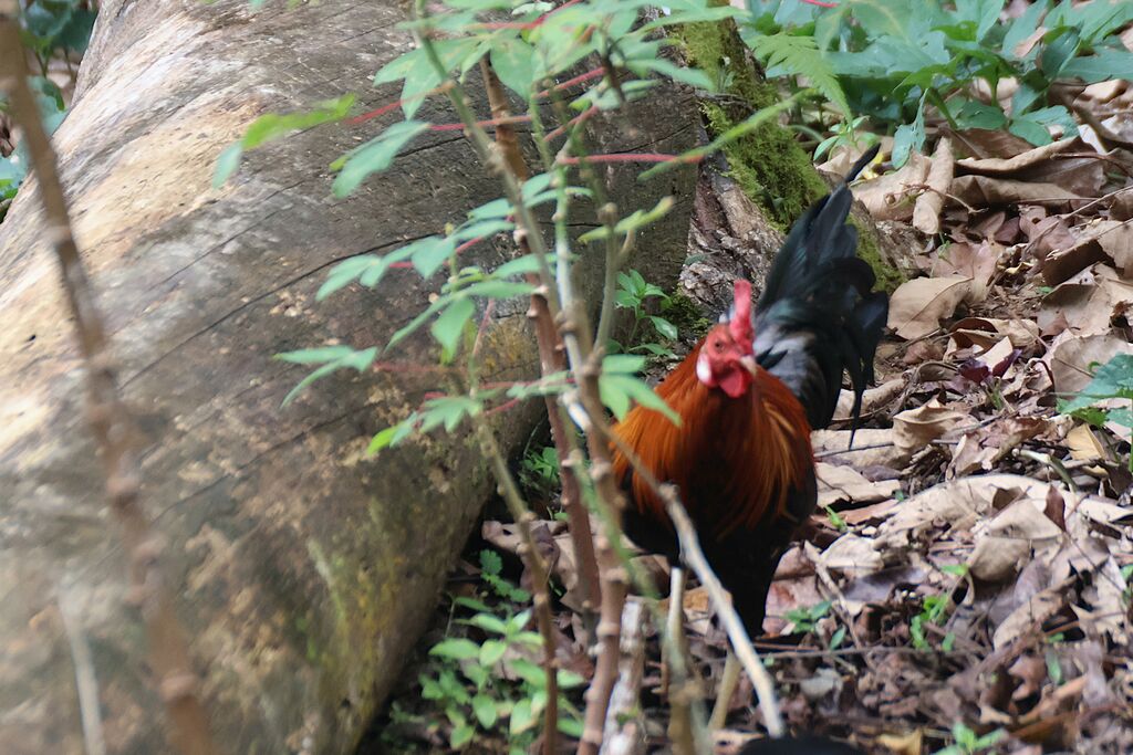 Coq bankiva mâle adulte
