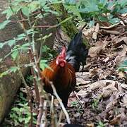Coq bankiva