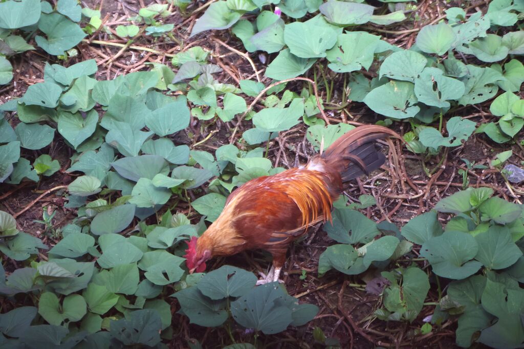 Coq bankiva mâle adulte