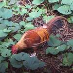 Coq bankiva