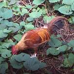 Coq bankiva