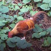 Coq bankiva