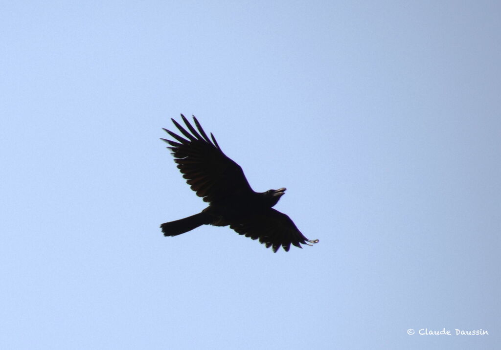 Large-billed Crow, Flight