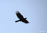 Corbeau à gros bec