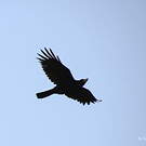 Corbeau à gros bec