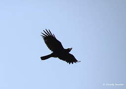 Large-billed Crow