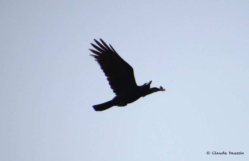 Large-billed Crow, Flight